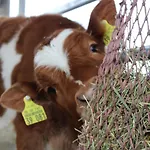 Bio Erlebnis Bauernhof Voit カントリーハウス