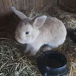 Bio Erlebnis Bauernhof Voit * Sochtenau