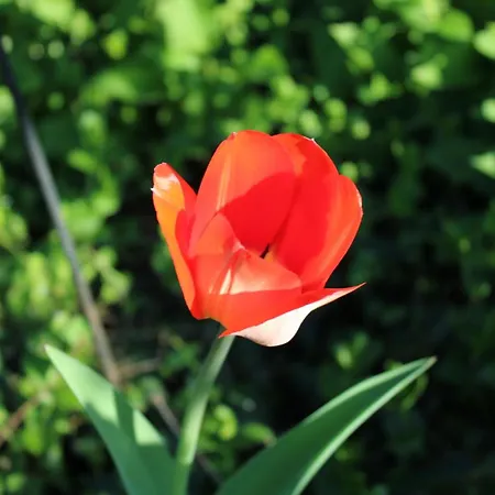 Venkovský dům Bio Erlebnis Bauernhof Voit Sochtenau